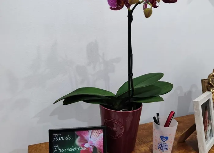 Flor Da Providencia Apartament